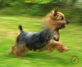 Australian Silky Terrier 9B19D-03